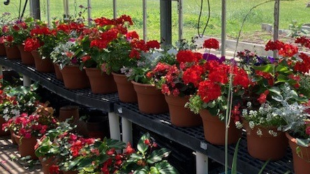 Mother's Day Flower Pot Sale