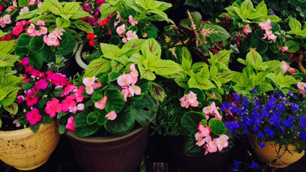 Mother's Day Potted Plants