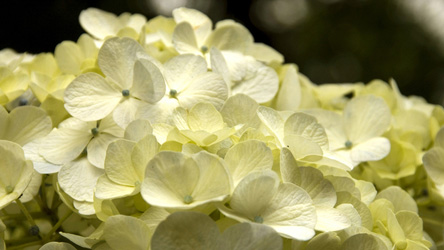 Easter Flowers