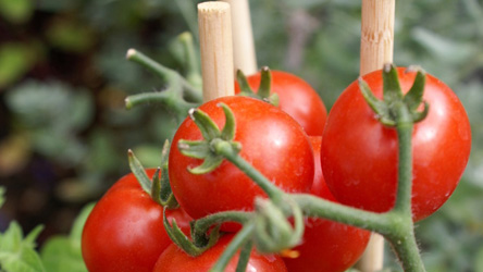 Tomato Sale and Workshop