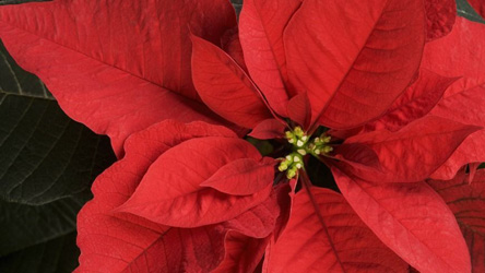 Christmas Poinsettias